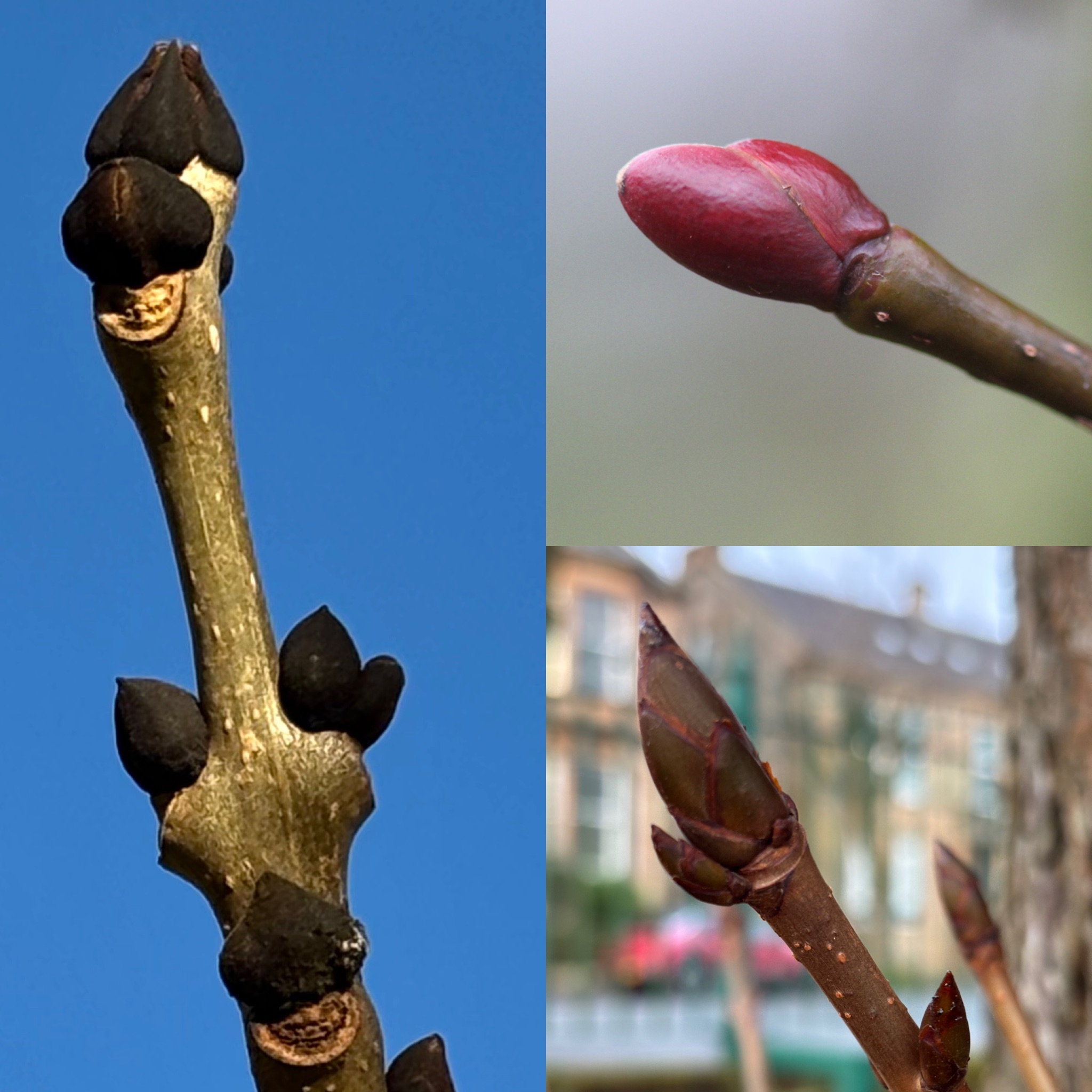 Winter buds.