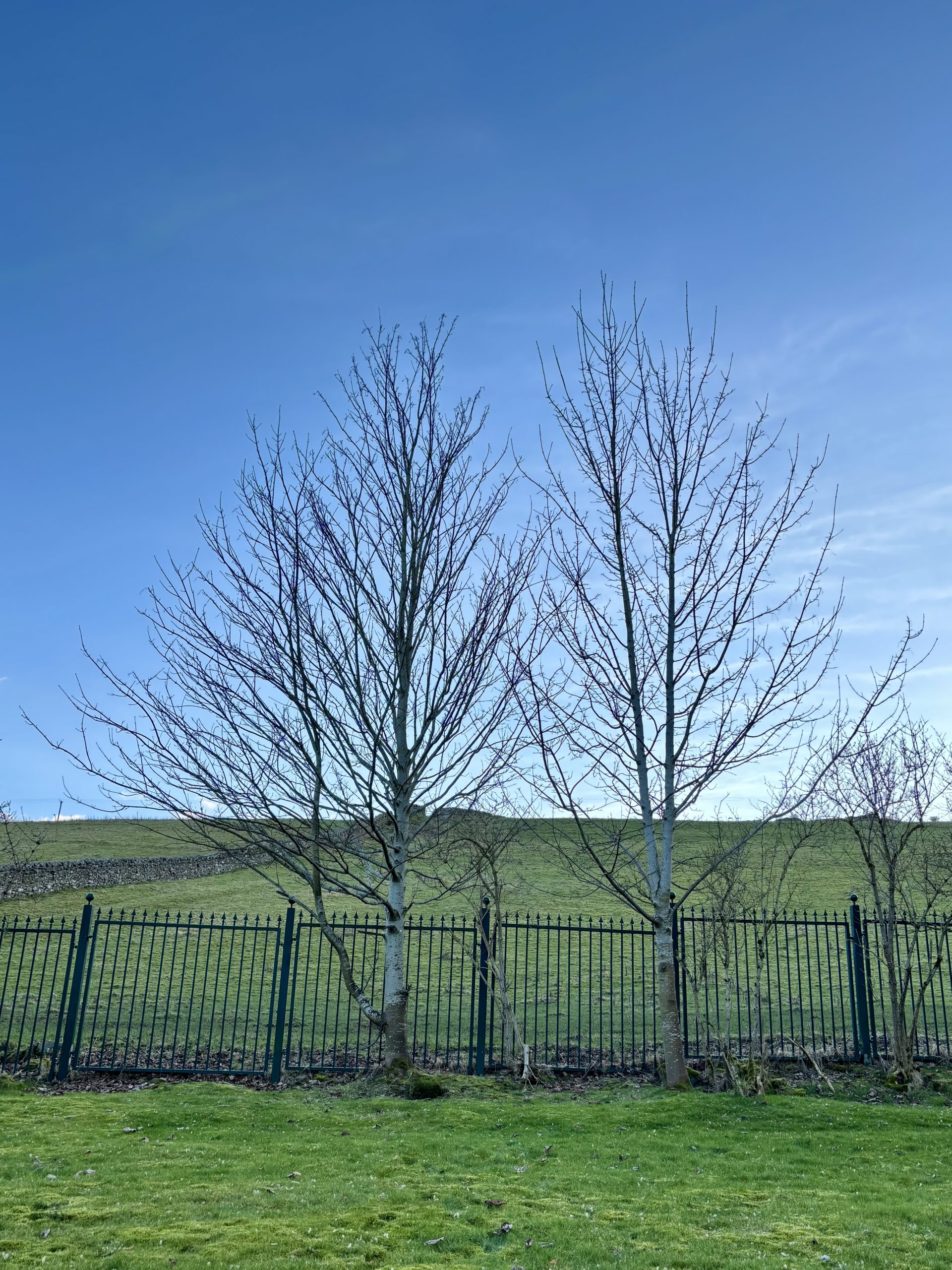 Sycamore trees