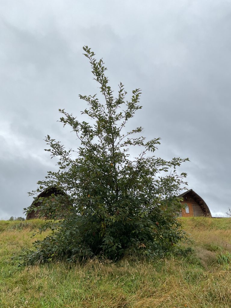 Uprooted bird cherry (Prunus padus), August 2025.