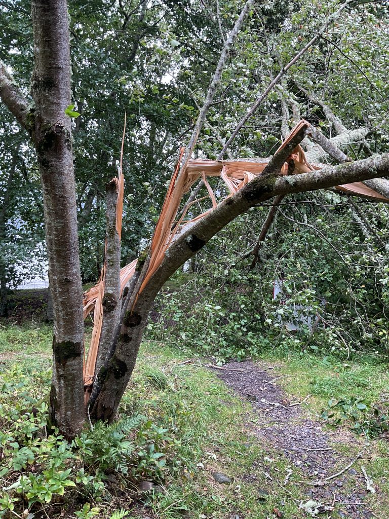 Storm damage to alder (Alnus glutinosa) at Loch Ness Shores campsite, August 2025.