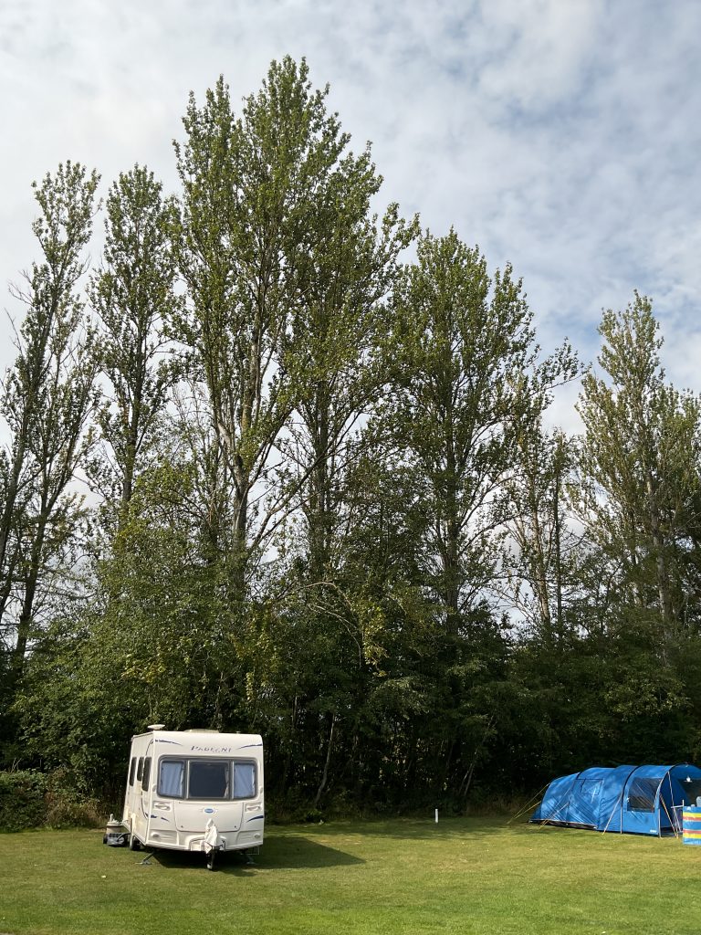Hybrid poplar at Scone campsite, August 2025.