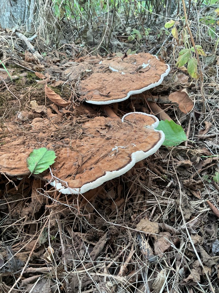 Artist's bracket (Ganoderma applanatum), August 2025.