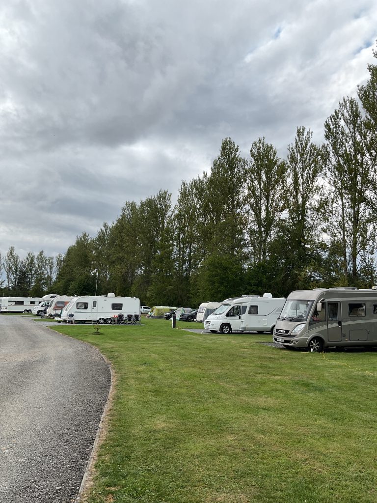 Hybrid poplars at campsite, Scone, August 2025.
