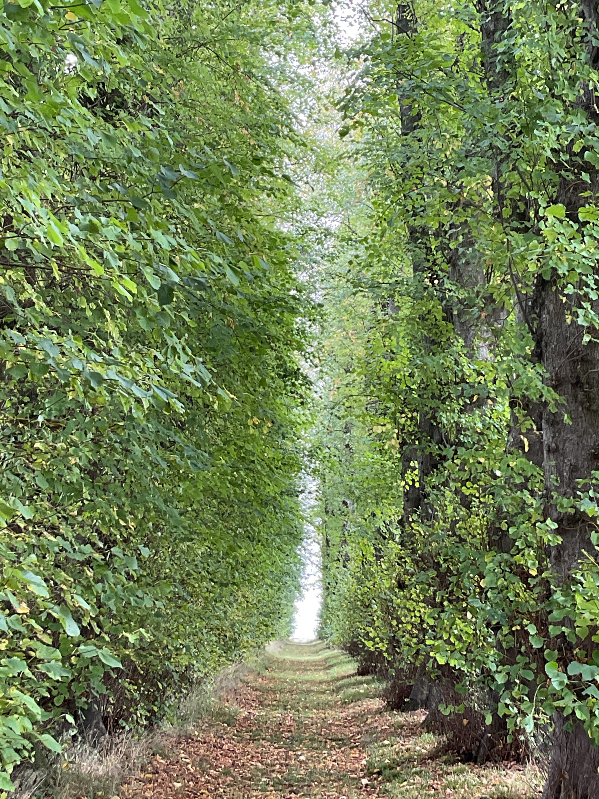 The Lime Avenue at Gartincaber House, Doune