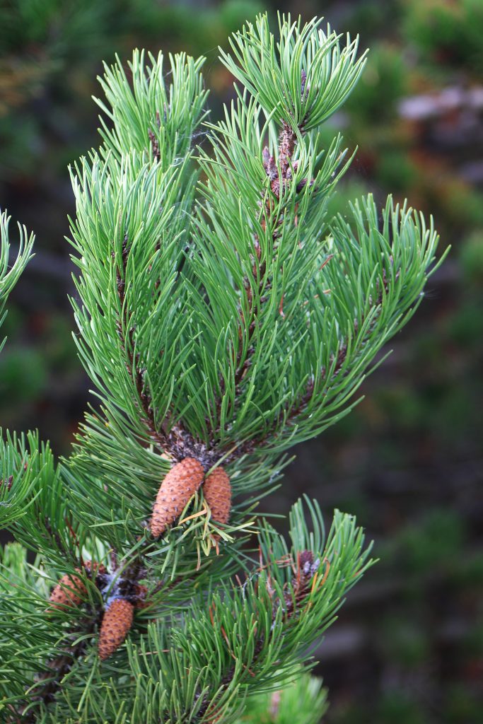 Corsican pine. Needles and cones.