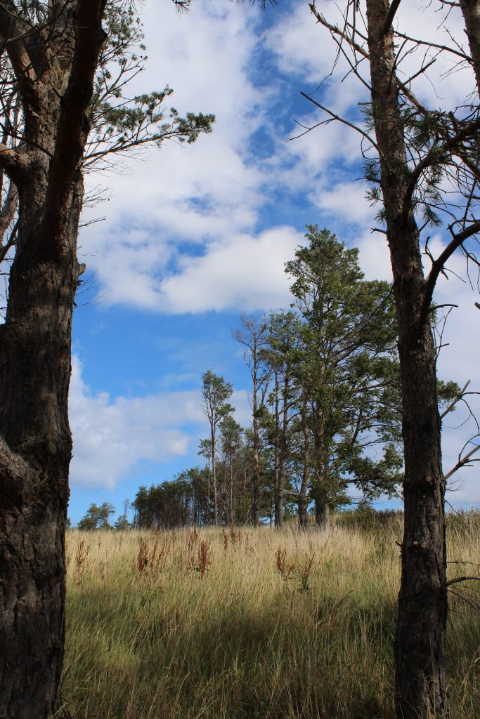Stand of Scots pine at Dunbar Camping and Caravanning Site.