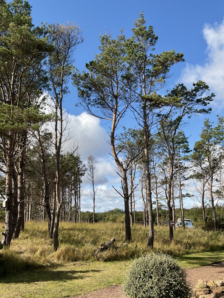 Conifer stand at Dunbar Camping and Caravanning Site.