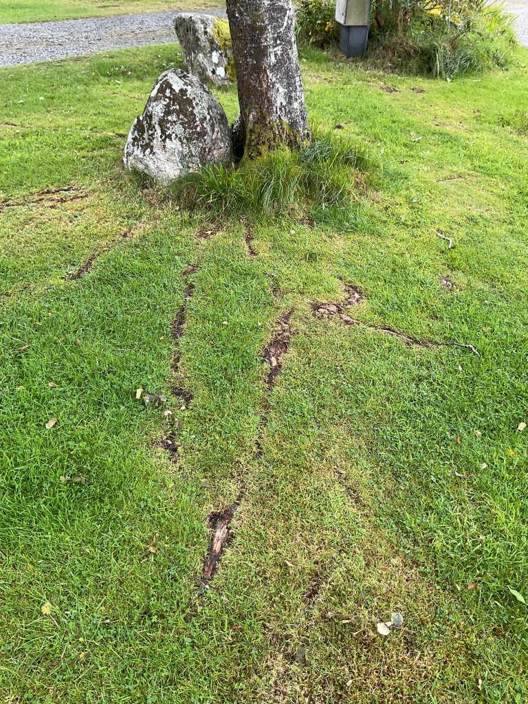 SG_Inverewe_Exposed roots_August 2025