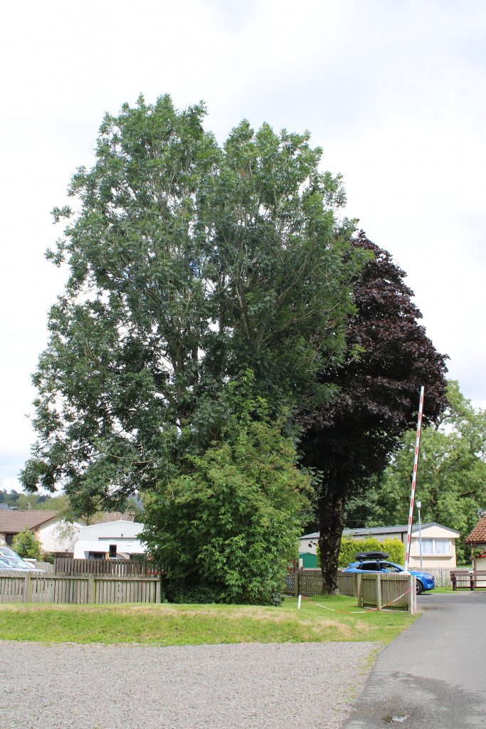 Ash tree (0353) at Camping and Caravanning Club Moffat site entrance.