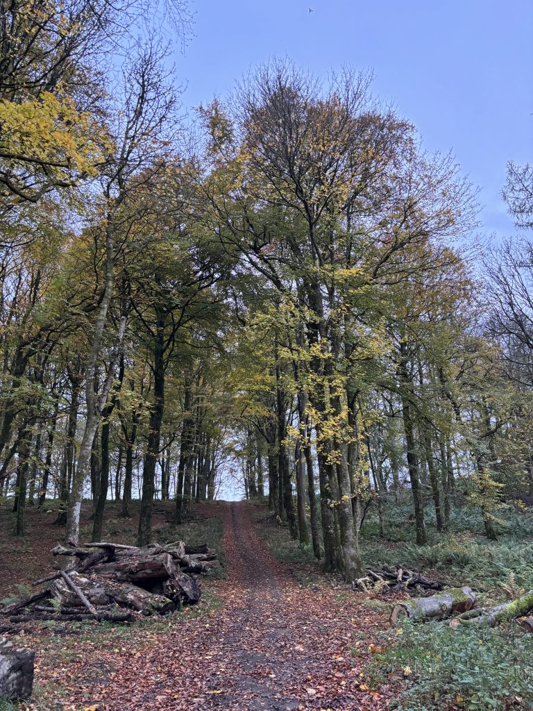 Beech woodland, November 2025