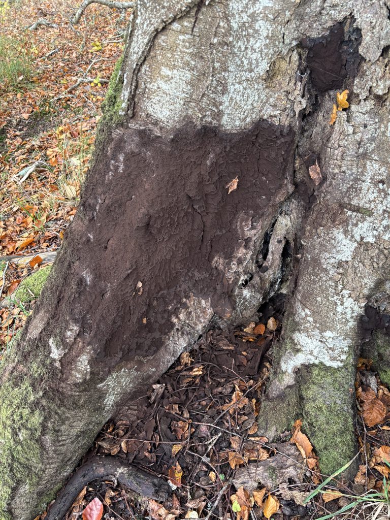 Kretzschmaria deusta on beech