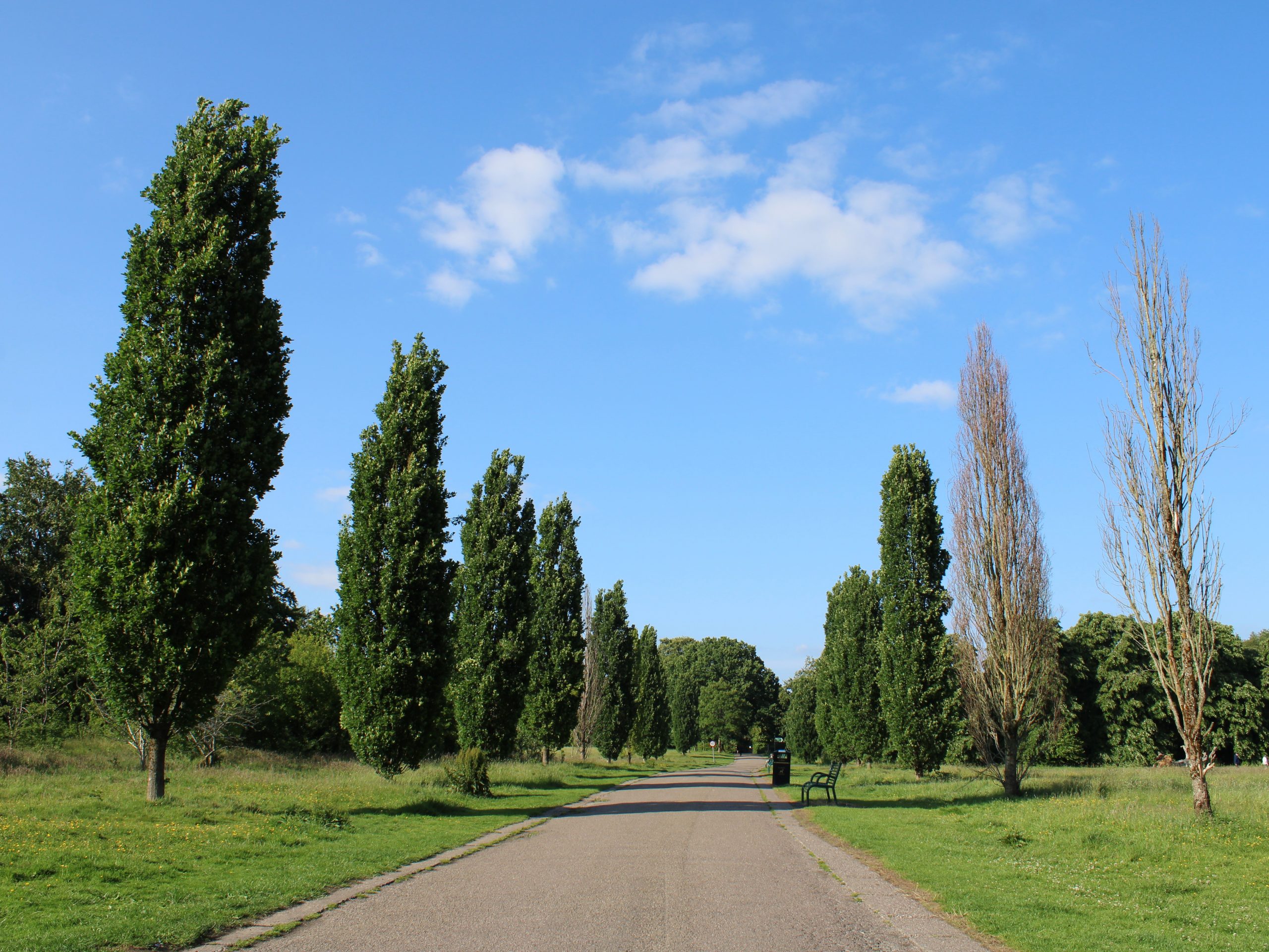 Woodbank Park, Stockport. June 2025.