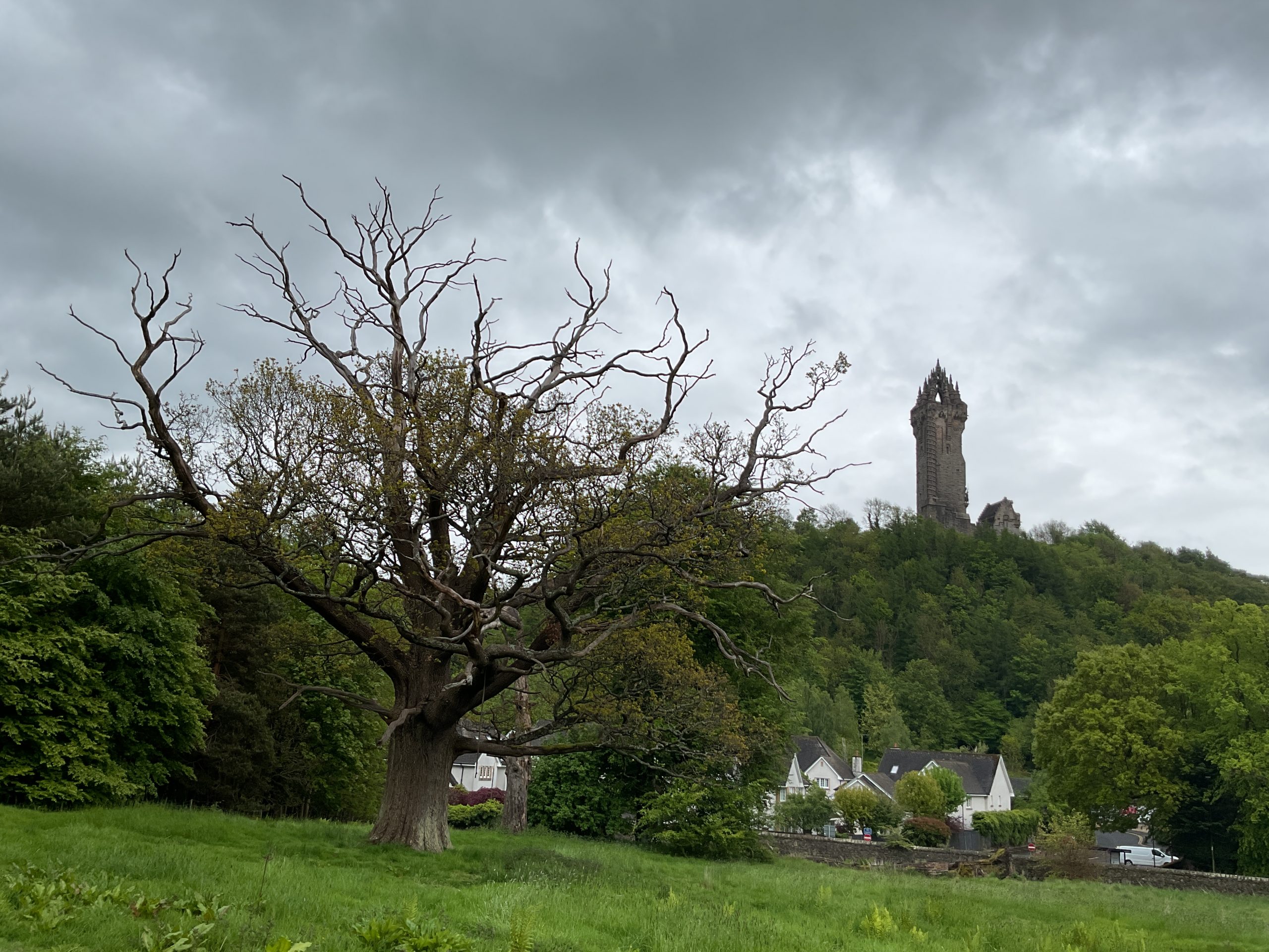 Pedunculate oak, identified by the tree tag 3579.