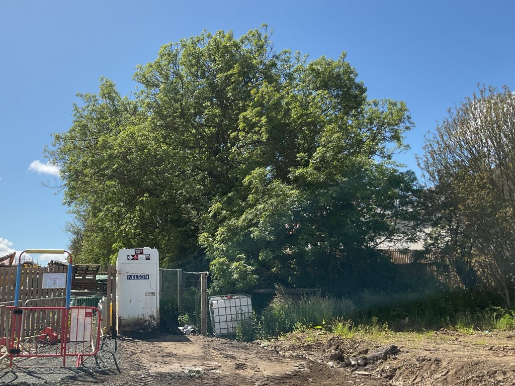 Tree inspection on Taylor Wimpey construction site, Winchburgh, June 2026.