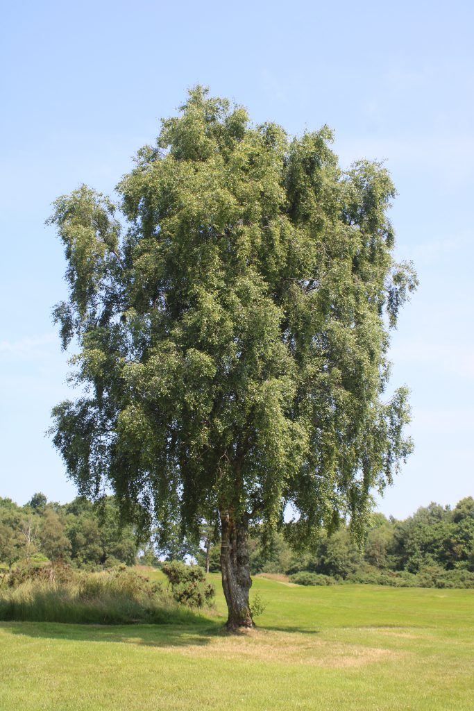 Downy birch (Betula pubescens). Helensburgh Golf Course, July 2026.