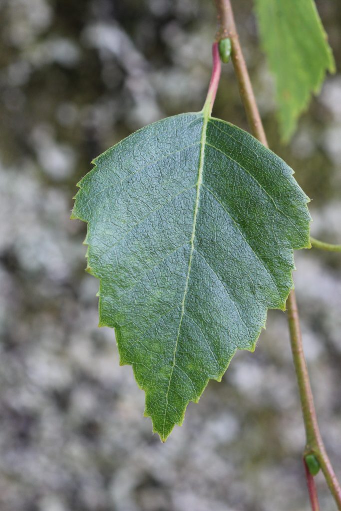 Leaf of downy birch (Betula pubescens). July 2026.