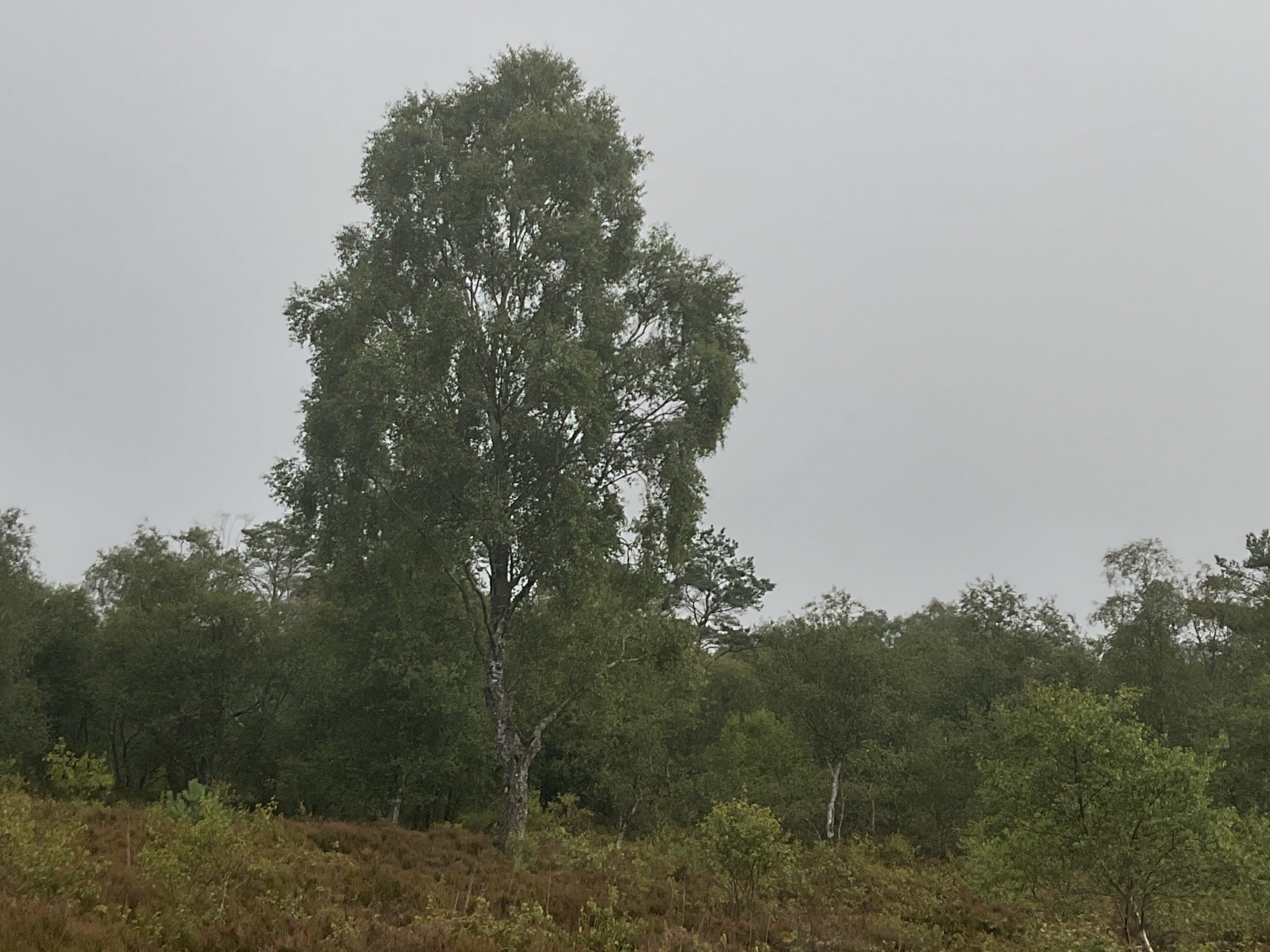 Silver birch on heathland. Helensburgh Golf Course. July 2026.