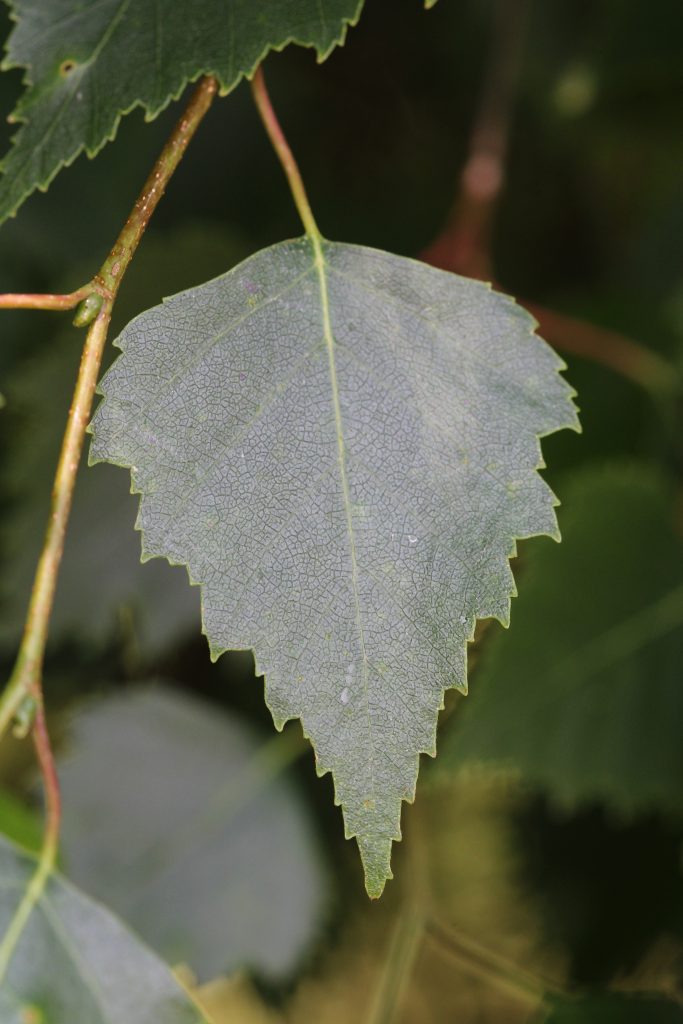 Leaf of silver birch (Betula pendula). July 2026.