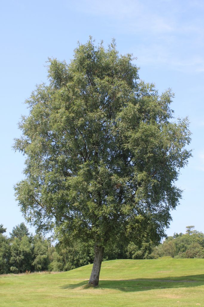 Silver birch (Betula pendula). Helensburgh Golf Course, July 2026.